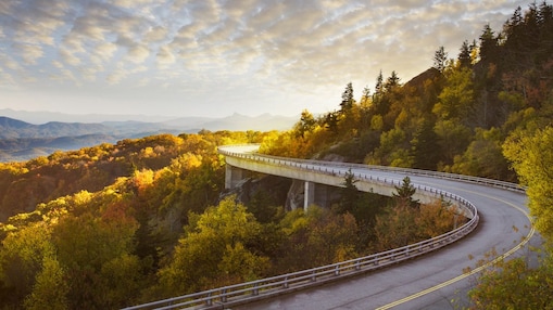 Vista aérea de un camino en medio de un bosque, al atardecer.